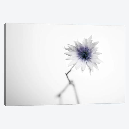 Floral II Canvas Print #STR161} by Andreas Stridsberg Canvas Print