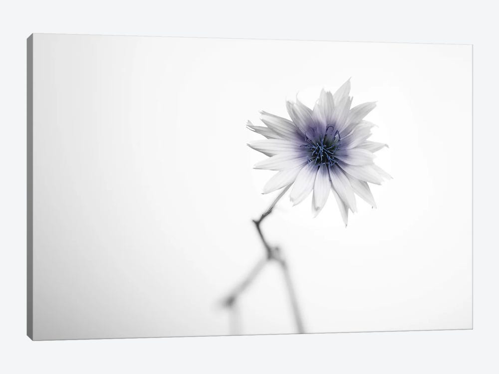 Floral II by Andreas Stridsberg 1-piece Canvas Print