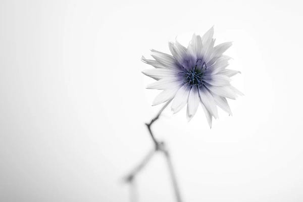Floral II