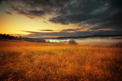 Fields Of Gold by Andreas Stridsberg canvas print