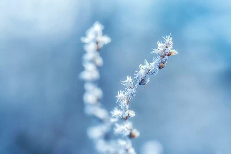 Cold And Sharp by Andreas Stridsberg wall art