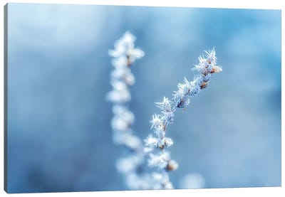 Cold And Sharp Canvas Art Print - Andreas Stridsberg