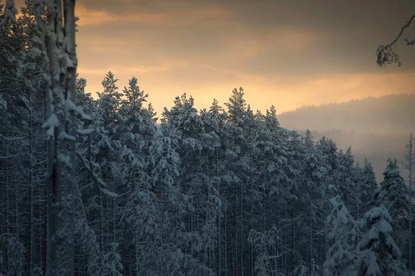 Pine Trees: End Of Winter by Andreas Stridsberg