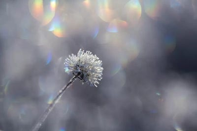 Fluffy Ice by Andreas Stridsberg multi panel art