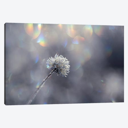 Fluffy Ice Canvas Print #STR179} by Andreas Stridsberg Canvas Wall Art