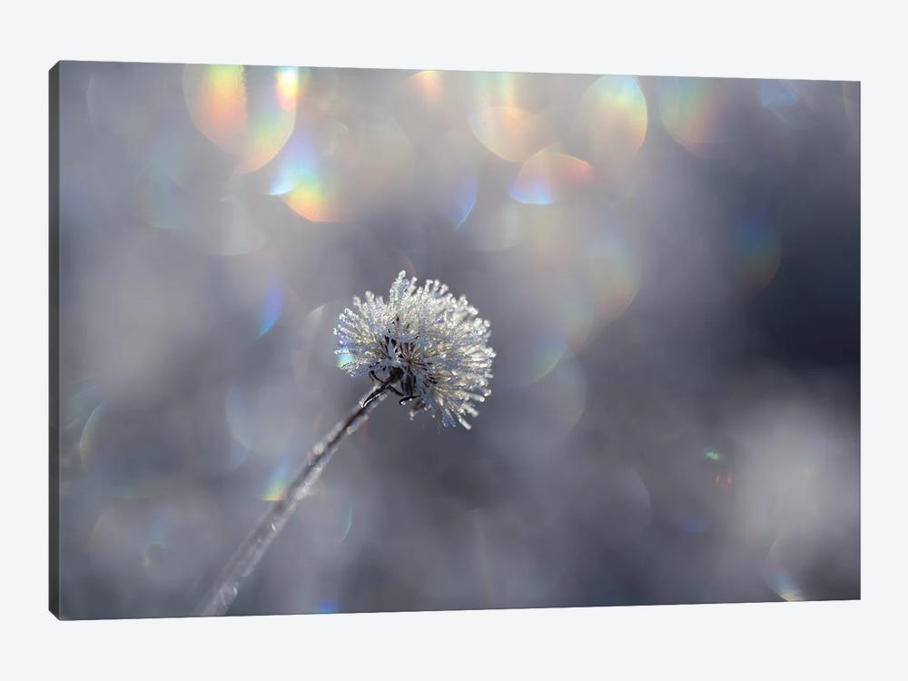Fluffy Ice by Andreas Stridsberg 1-piece Canvas Wall Art