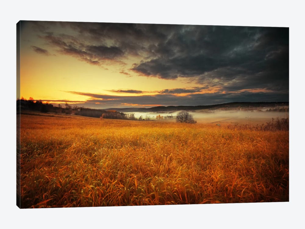 Fields Of Gold by Andreas Stridsberg 1-piece Canvas Wall Art