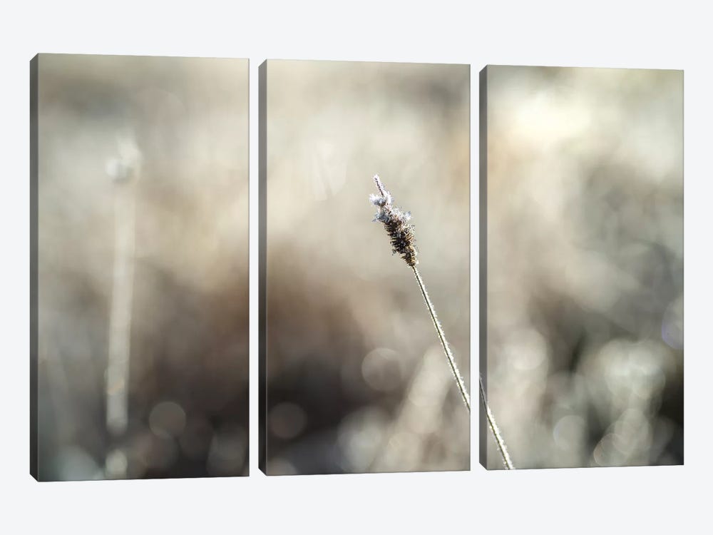 Frosty Straw by Andreas Stridsberg 3-piece Canvas Art