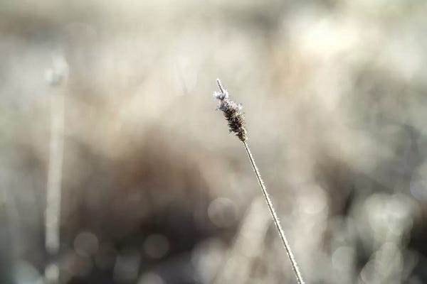 Grasses: Frosty Straw by Andreas Stridsberg