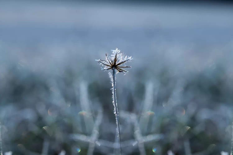 Frozen Star by Andreas Stridsberg wall art