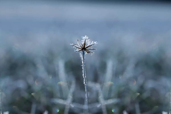 Grasses: Frozen Star by Andreas Stridsberg