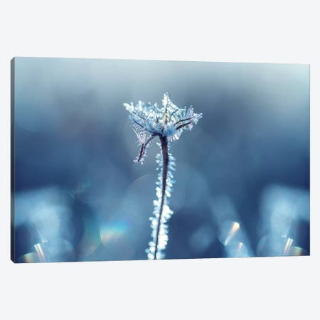 Ice Crown Canvas Print #STR184} by Andreas Stridsberg Canvas Wall Art