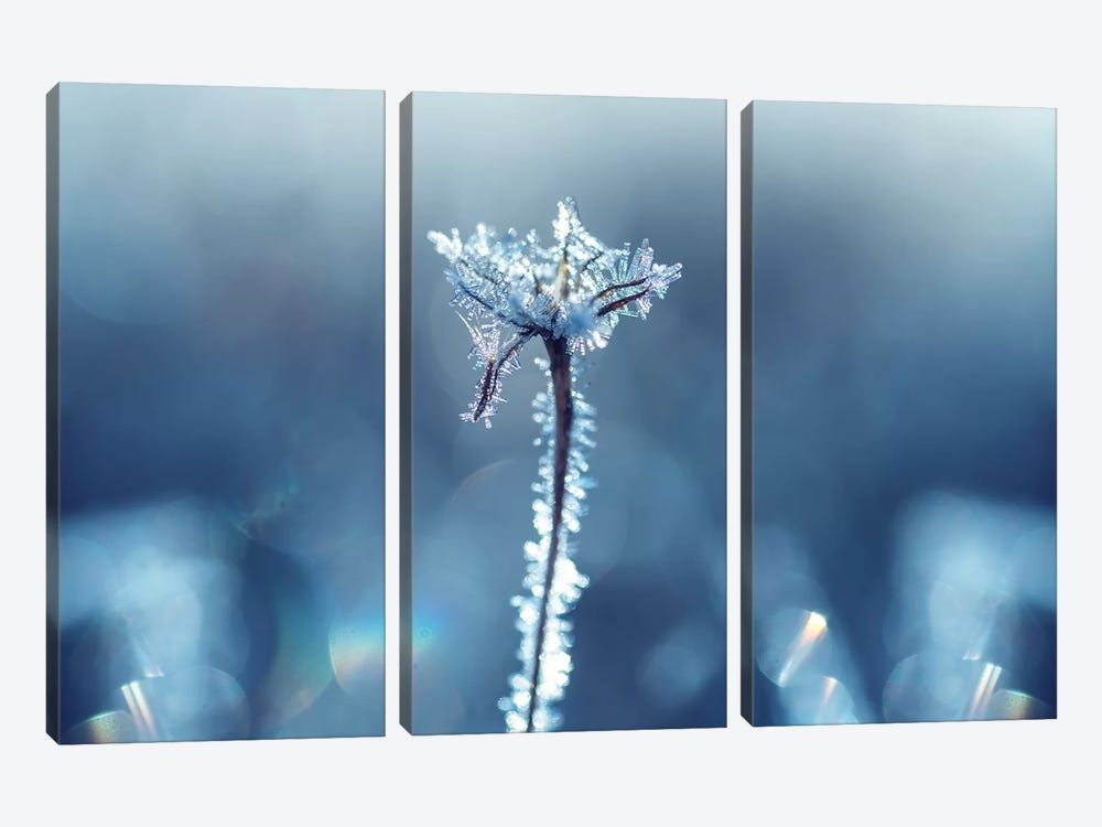 Ice Crown by Andreas Stridsberg 3-piece Canvas Wall Art