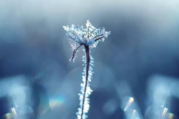 Grasses: Ice Crown by Andreas Stridsberg