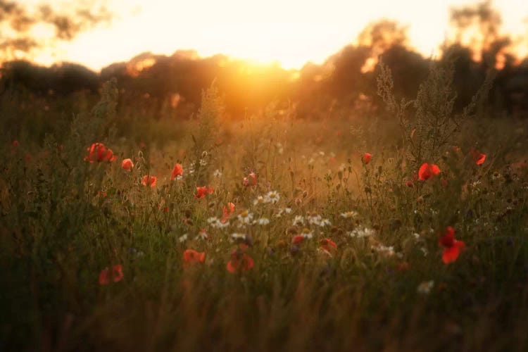 Fields Of Red by Andreas Stridsberg wall art