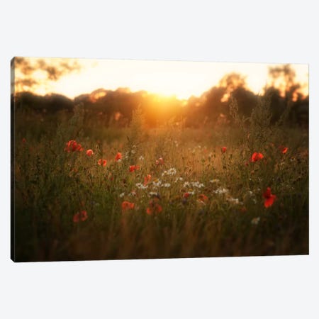 Fields Of Red Canvas Print #STR18} by Andreas Stridsberg Canvas Art