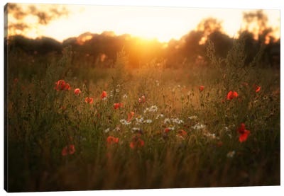 Fields Of Red Canvas Art Print - Andreas Stridsberg