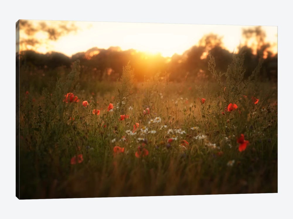 Fields Of Red by Andreas Stridsberg 1-piece Canvas Art Print