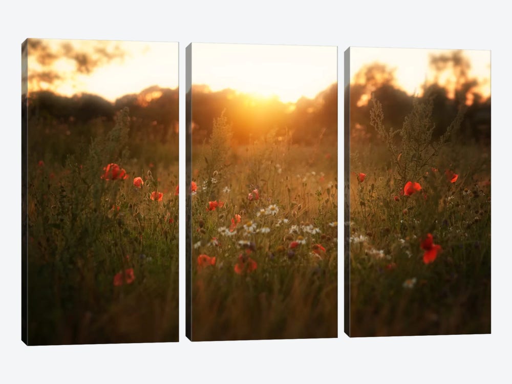 Fields Of Red by Andreas Stridsberg 3-piece Canvas Art Print