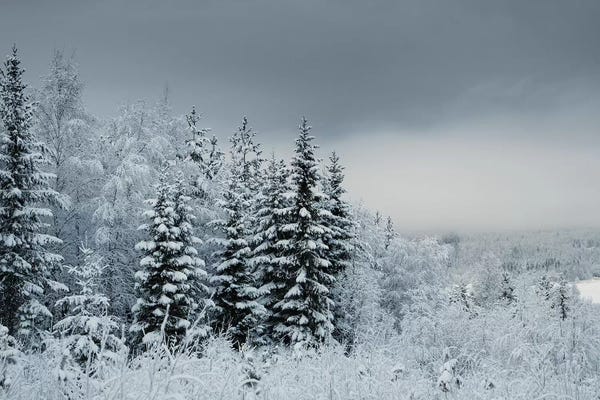 Pine Trees: Snowy Sweden by Andreas Stridsberg
