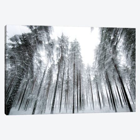 Trees In Motion Canvas Print #STR200} by Andreas Stridsberg Canvas Art
