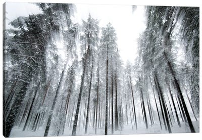 Trees In Motion Canvas Art Print - Andreas Stridsberg