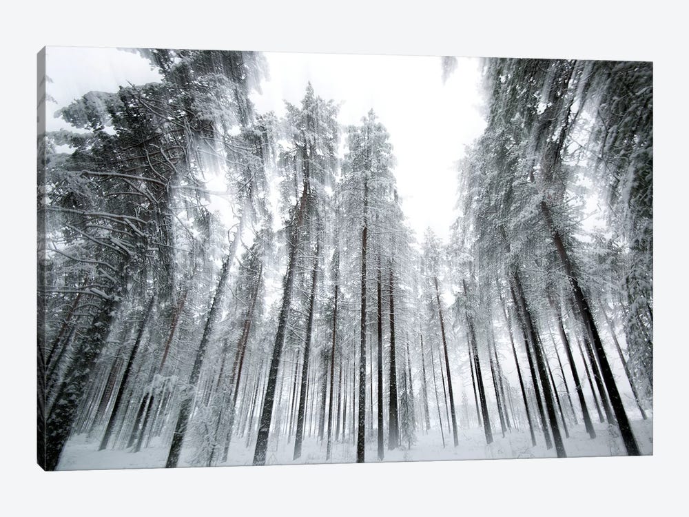 Trees In Motion by Andreas Stridsberg 1-piece Canvas Art