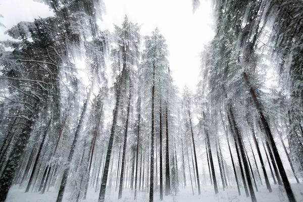 Black & White Florals: Trees In Motion by Andreas Stridsberg
