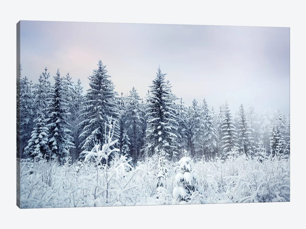 Where Christmas Trees Are Born by Andreas Stridsberg 1-piece Canvas Wall Art