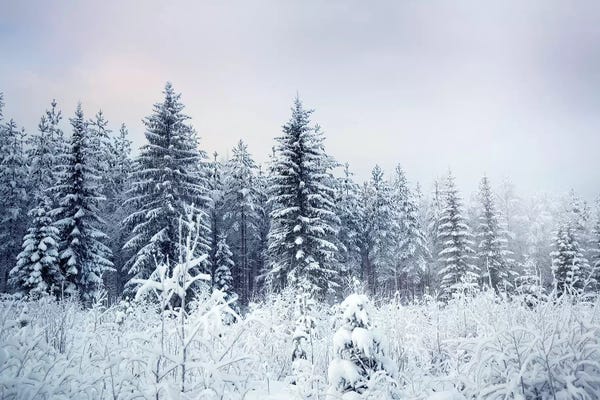 Winter: Where Christmas Trees Are Born by Andreas Stridsberg