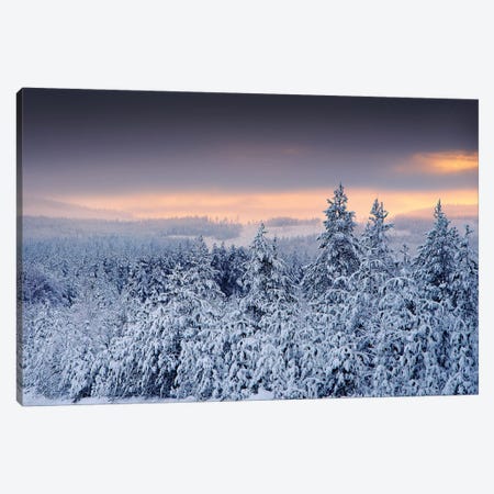 White Forest Canvas Print #STR203} by Andreas Stridsberg Canvas Art