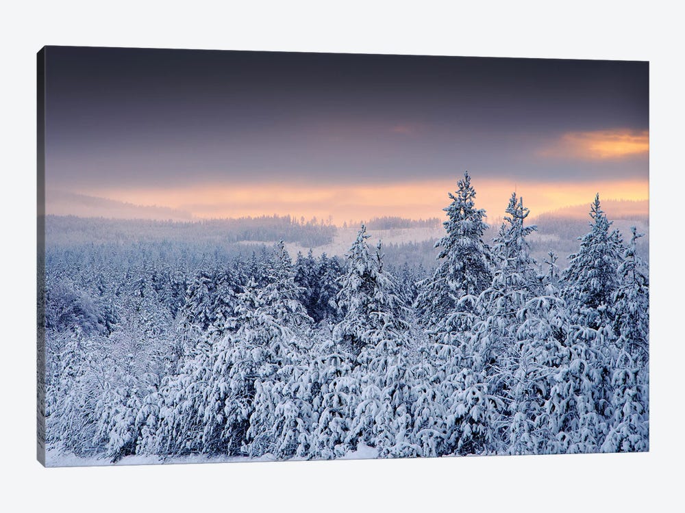 White Forest by Andreas Stridsberg 1-piece Canvas Print