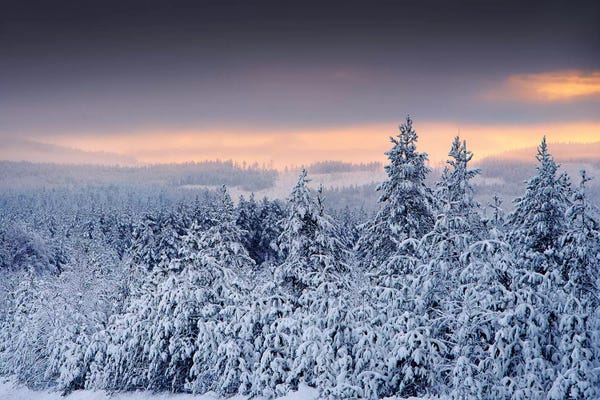 Pine Trees: White Forest by Andreas Stridsberg