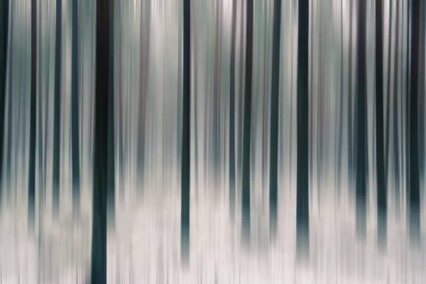 Forest In Motion