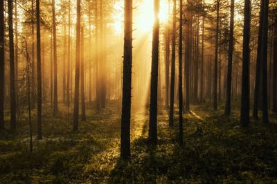 Forest Of Light by Andreas Stridsberg multi panel art