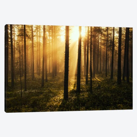 Forest Of Light Canvas Print #STR21} by Andreas Stridsberg Canvas Art Print