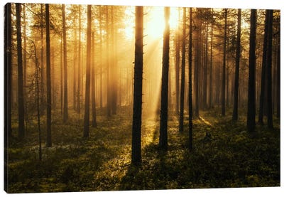 Forest Of Light Canvas Art Print - Andreas Stridsberg