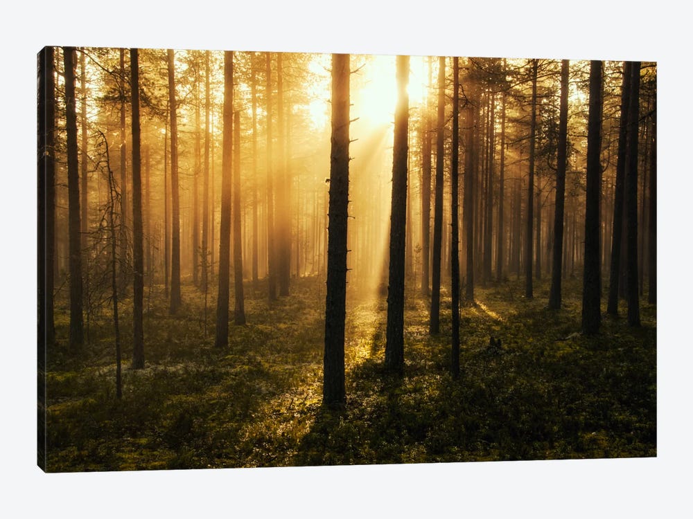 Forest Of Light by Andreas Stridsberg 1-piece Canvas Print