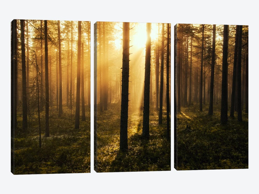 Forest Of Light by Andreas Stridsberg 3-piece Canvas Art Print