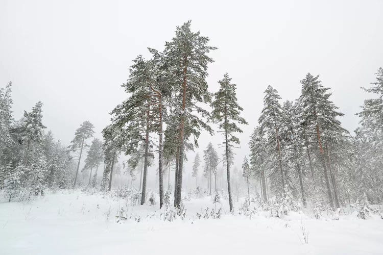 First Snow