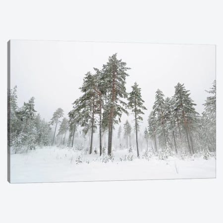 First Snow Canvas Print #STR224} by Andreas Stridsberg Canvas Print