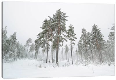 First Snow Canvas Art Print - Andreas Stridsberg