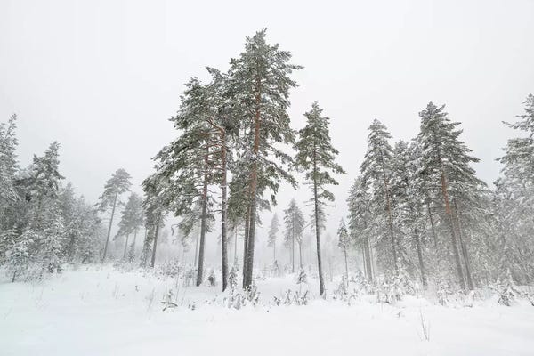 First Snow