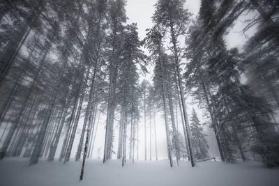 Winter Light by Andreas Stridsberg acrylic art print