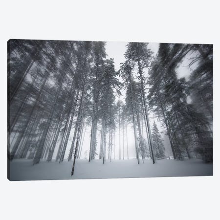 Winter Light Canvas Print #STR225} by Andreas Stridsberg Canvas Print