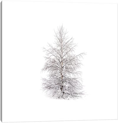 Winters Birch Canvas Art Print - Andreas Stridsberg
