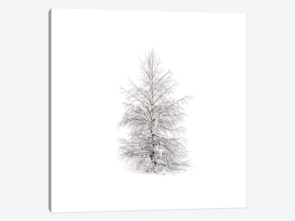 Winters Birch by Andreas Stridsberg 1-piece Art Print