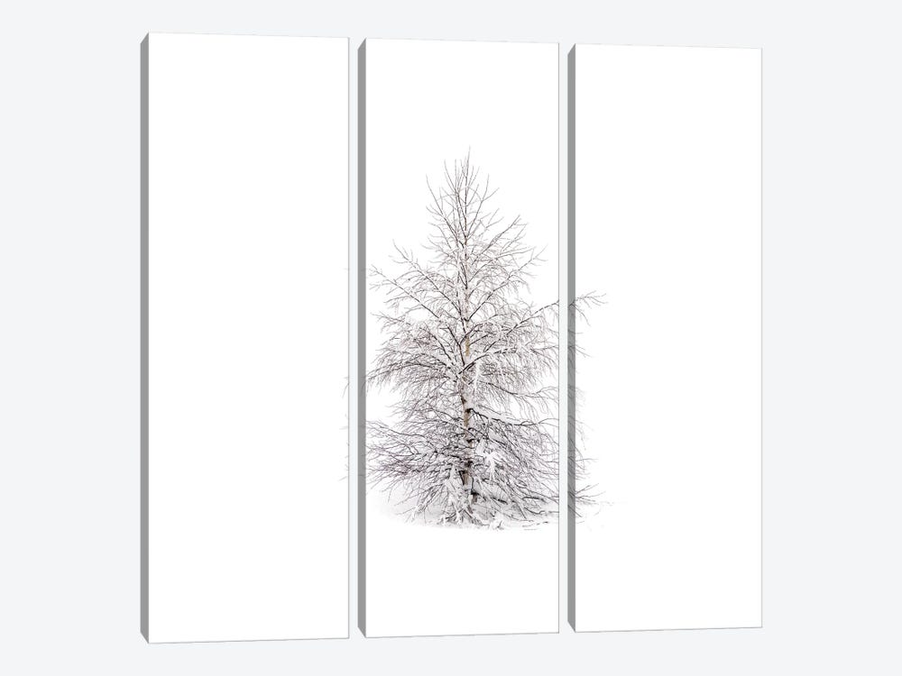 Winters Birch by Andreas Stridsberg 3-piece Canvas Print