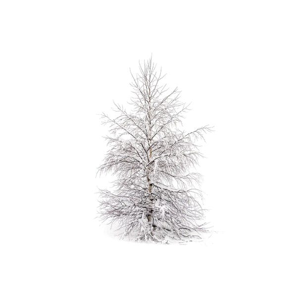Andreas Stridsberg: Winters Birch by Andreas Stridsberg
