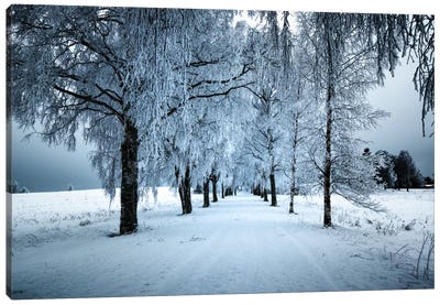 Frozen Avenue Canvas Art Print - Winter Wonderland